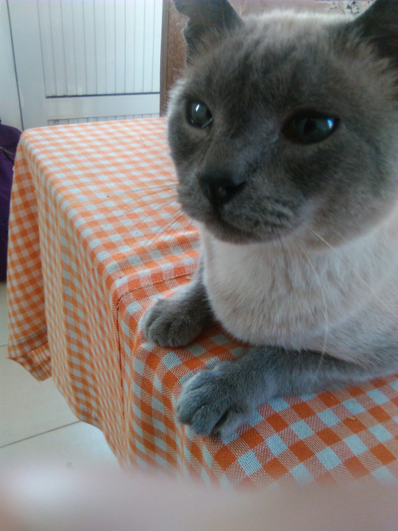 Mascota atendida en Veterinaria Huellitas
